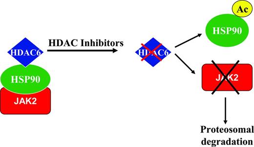 Figure 2. Putative mechanism of action of HDAC inhibitors in MF. HSP90 is known to associate with HDAC6. JAK2 proteins (both wild-type and mutant proteins) are known clients of HSP90, which stabilizes these proteins. The use of a HDAC inhibitor leads to inhibition of HDAC6, with subsequent acetylation of HSP90 and resultant targeting of JAK2 proteins for proteosomal degradation. This mechanism may contribute at least in part to the down-modulation of the JAK2V617F protein observed with the use of HDAC inhibitors.
