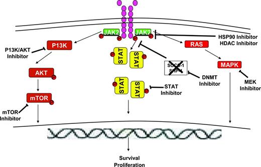 Figure 3. Novel agents targeting pathways downstream of the JAK/STAT signaling pathway in MF. Activated JAK2 signals through and activates downstream signaling intermediates such as STAT5, RAS/MAPK, and PI3K/AKT/mTOR pathways, leading to effects on proliferation and survival of MPN cells. JAK proteins can be down-modulated by the use of HSP90 inhibitors or HDAC inhibitors, which lead to targeting of both wild-type and mutant proteins for degradation by the proteosomal system. PI3K/AKT inhibitors, mTOR inhibitors, MEK inhibitors, and STAT inhibitors can inhibit the respective signaling intermediates downstream of JAK/STAT pathway. DNMT inhibitors can potentially reverse epigenetic silencing of various genes including the SOCS genes, which are negative regulators of the JAK/STAT signaling pathway.