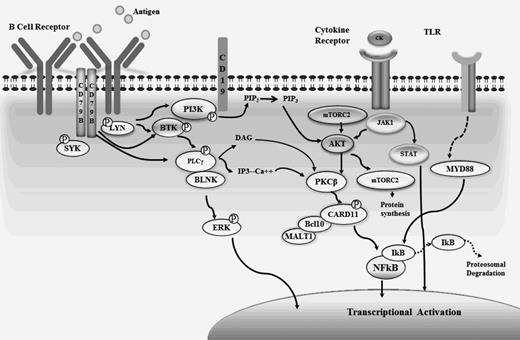 Figure 1. Targets of BCR signaling. Signaling through the B-cell receptor (BCR) leads to activation of multiple downstream kinases and is critical for cell survival. Agents are in early and late clinical development targeting key components of the cascade, including Bruton tyrosine kinase (BTK), PI3K, SYK, mammalian target of rapamycin (MTOR), and AKT appear promising with activity observed across B-cell malignancies. CK indicates cytokine; TLR, toll-like receptor; Ca, calcium; PIP3, phosphatidylinositol triphosphase; and PIP2, phosphatidylinositol biphosphate.