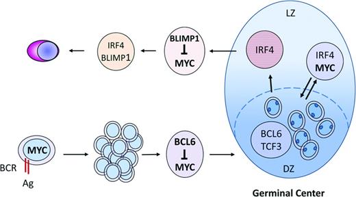 Figure 1. MYC expression and regulation in the formation of the normal GC reaction. MYC is initially expressed in B cells after interaction with antigens and T cells and is essential for GC formation. The subsequent up-regulation of BCL6 represses MYC and initiates the formation of the GC dark zone (DZ). MYC is reexpressed in a subset of cells of the light zone (LZ) after NF-κB up-regulation that will reenter into the DZ for subsequent rounds of IG somatic mutations. MYC-negative cells in the LZ exit the GC as memory cells or early plasmablasts. BLIMP1 induction will promote plasma cell differentiation and repress MYC.