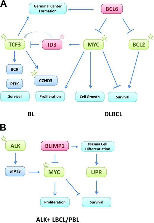 Figure 2. Oncogenic mechanisms of MYC in aggressive mature B-cell lymphomas. (A) In BL and DLBCL, MYC is activated by gene translocations or amplifications. Activation of the TCF3/ID3 pathway cooperates with MYC in BL, whereas BCL2 and/or BCL6 translocations are the cooperating mechanisms in DLBCL. (B) In PBL, MYC is activated by translocations, whereas in ALK-positive large B-cell lymphomas, MYC is up-regulated indirectly by the oncogenic effect of ALK and STAT3 activation. In both tumors, MYC activation overcomes the suppressor effect of BLIMP1. The activation of the unfolded protein response may be a survival mechanism to counterbalance the proapoptotic function of MYC. Stars represent somatic mutations and green and red boxes indicate activating and suppressing mechanisms, respectively.