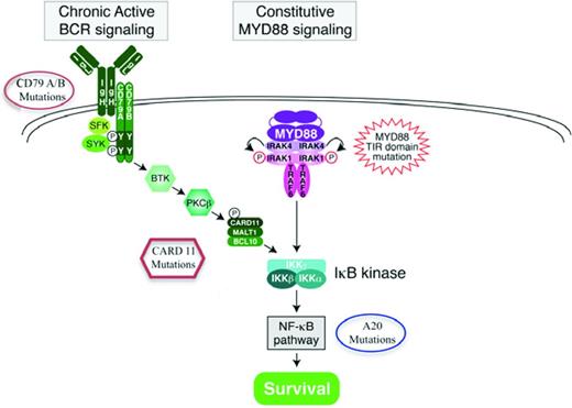 Figure 3. BCR and MYD88 signaling pathways and potential targets. (A) Signaling through BCR leads to downstream activation of the NF-κB transcription factor, which is a driver pathway in ABC DLBCL. Signaling also activates the AKT/MTOR and MAP kinase pathways. Constitutive MYD88 signaling is an alternative pathway leading to NF-κB activation. (B) Inhibition of Btk by ibrutinib is toxic in ABC, but not in GCB DLBCL cell lines, providing evidence for the clinical relevance of the BCR signaling pathway.