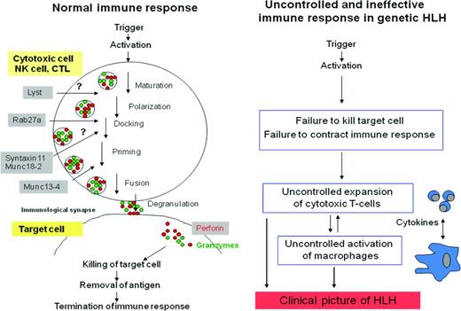 Figure 1. Immune response in healthy subjects and uncontrolled, ineffective immune response in patients with genetic HLH.6 Perforin and granzymes are secreted via cytotoxic granules, leading to apoptosis of the target cell. Processing of cytotoxic granules requires several steps, including polarization, docking, priming, and fusion with the cell membrane. Genes mutated in FHL-3, FHL-4, and FHL-5 and in the immunodeficiency syndromes CHS and GS-2 encode proteins that are crucial for these processes.