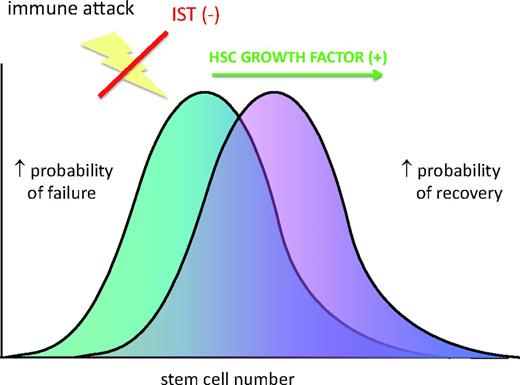 Figure 3. Stem cells as limiting in the response to immunosuppressive therapy. Combining immunosuppressive therapy with a factor that increases stem cell proliferation and/or self-renewal might overcome this limit.