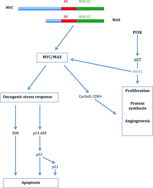 Figure 1. MYC-associated pathways in the regulation of proliferation and survival. MYC forms a heterodimer with MAX that activates pathways associated with both cell proliferation and growth and oncogenic stress response. Proliferation is initiated via activation of cell-cycle-associated molecules such as cyclins and cyclin-dependent kinases, among others, and the induction of apoptosis is triggered via up-regulation of BIM and p53. The PI3K-signaling pathway cooperates with MYC in cell proliferation and survival.