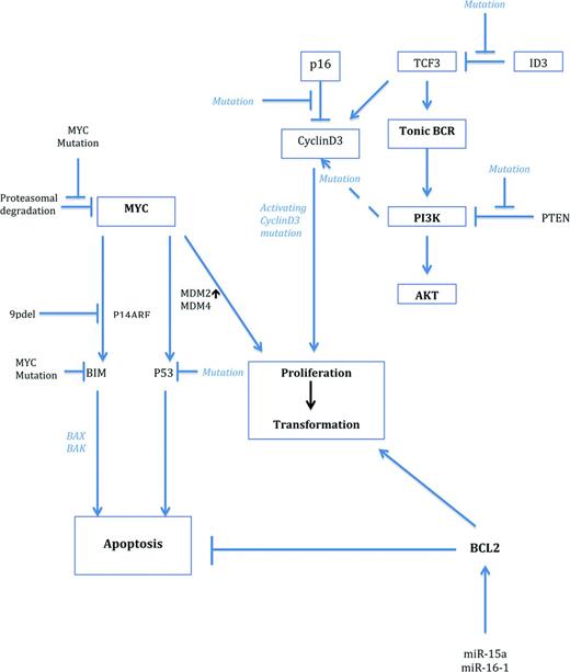Figure 2. Cooperating gene alterations in MYC-driven lymphomagenesis. MYC is activated by gene translocations or amplifications. Activation of the TCF3/ID3 pathway cooperates with MYC in BL, whereas deregulation of BCL2 is a frequent cooperating mechanism in DLBCL. In ALK+ large B-cell lymphomas, MYC is indirectly up-regulated by the oncogenic effect of ALK and STAT3 activations. As can be seen from the figure, numerous cooperating pathways stabilize MYC, activate coactivators, or deregulate suppressor genes.