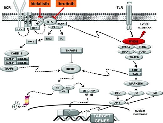 Figure 1. MYD88 signaling. After stimulation of the TLRs by pathogen-associated molecular pattern, MYD88 is recruited to the activated receptor complex as a homodimer via its TIR domain and forms complexes with IRAK1 and IRAK4. IRAK1 is then phosphorylated by IRAK4, separates from MYD88, and interacts with the tumor necrosis factor (TNF) R-associated factor 6 (TRAF6) E3 ubiquitin ligase. Active TRAF6 catalyzes polyubiquitination of a complex comprising transforming growth factor β (TGF-β)-activated kinase 1 (TAK1) and TAK1-binding proteins (TAB1, TAB2, and TAB3), which in turns phosphorylate both the inhibitor of kappaB kinase beta (IKBKB) and the mitogen-activated protein kinase 6 (MAP2K6). Active IKBKB phosphorylates IκBα, leading to its degradation by the proteasome and the release of NF-κB. On the other side, MAP2K6 activates MAPK including c-Jun N-terminal kinase 1/2 (JNK1/2), p38 and extracellular signal-regulated kinase 1/2 (ERK1/2) to stimulate AP-1 activity. Active NF-κB and AP-1 translocate into the nucleus to turn on the expression of their target genes. Molecular targets of ibrutinib and idelalisib are highlighted.