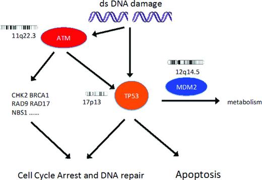 Figure 1. DNA damage response pathway. DNA damage results in activation of ATM and then p53, resulting in cell cycle arrest and then either DNA repair or apoptosis. In patients with CLL, recurrent genetic lesions can result in loss of function of p53 or ATM. The biological effect of the extra copy of the gene coding for MDM2 in CLL patients with trisomy 12 is unknown.