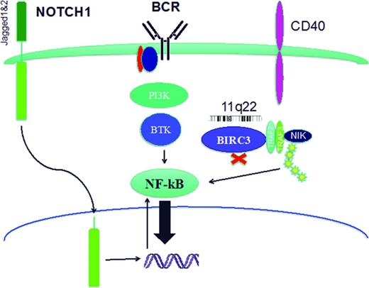 Figure 2. Cell signaling pathways. Cell signaling pathways can be disrupted in CLL cells by activating mutations of NOTCH1 or loss of one allele of BIRC3 by deletion (11q22.2) or mutation. In addition, BCR signaling can be increased in cells with non-mutated or stereotypic IGHV usage. One common feature of these pathways is their ability to activate NF-κB.