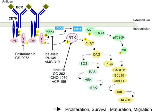 Figure 1. BCR signaling and downstream pathways. The BCR consists of a surface transmembrane Ig receptor associated with the Ig alpha (Igα, CD79A) and Ig beta (Igβ, CD79B) chains. BCR signaling in response to antigen binding induces LYN- and SYK-dependent phosphorylation of tyrosine motifs (phosphorylation denoted by “P” in yellow circle) on CD79A and CD79B. Several protein tyrosine kinases (red symbols) and the lipid kinase PI3Kδ (green symbol) transmit survival and proliferation signals and regulate cell maturation and migration. Small-molecule inhibitors of select kinases in the BCR pathway that have demonstrated significant clinical activitgips2 indAR ed.