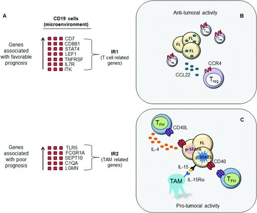 Figure 1. The tumor microenvironment in FL. (A) Gene expression profiling in FL identified 2 immune response signatures (IR1 and IR2) that can be used to predict clinical outcome. IR1 is associated with genes expressed by non-neoplastic T cells, whereas IR2 is associated with genes expressed by macrophages. Subsequent studies have analyzed specific cell populations within the tumor microenvironment. (B) Increased frequency of Treg cells in the tumor microenvironment is generally associated with a favorable prognosis in FL, particularly when dispersed throughout the tumor. CCL22 secreted from lymphoma B cells induces the migration of CCR4+ Treg cells and may in part account for the increased number of Treg cells in FL. (C) TFH cells overexpress IL-4, which induces signal transducer and activator of transcription 6 (STAT6) activation in neighboring malignant B cells. In addition, TAMs overexpress IL-15, which triggers STAT5-dependent FL B-cell activation. TFH cooperate with this IL-15-mediated signal through CD40L-dependent transcriptional induction of STAT5. The transcriptional targets of STAT proteins play roles in cell cycle progression and cell survival. Therefore, TFH and TAMs in the tumor microenvironment are generally associated with poor prognosis in FL.