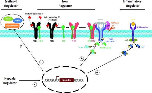 Figure 1. Regulators of hepcidin expression. Hepcidin is a common effector of 4 known regulators of iron homeostasis. Iron stores, erythropoietic demand, hypoxia, and inflammation all act by modulating hepatocyte production of hepcidin. Increased iron stores and inflammation both appear to increase hepcidin expression, primarily through signal transduction via the SMAD and JAK/STAT pathways, respectively. Increased/ineffective erythropoietic drive and hypoxia appear to decrease hepcidin expression, although the mechanisms of their control of hepcidin expression remain to be fully elucidated.