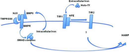 Figure 1. Graphic representation of the interaction of the factors controlling hepcidin synthesis described in the text.