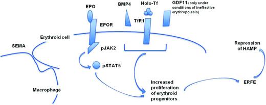 Figure 2. Graphic representation of some of the factors required to support stress erythropoiesis and modulate hepcidin synthesis in the liver. GDF11 has been associated with the increased proliferation and decreased differentiation observed in ineffective erythropoiesis.