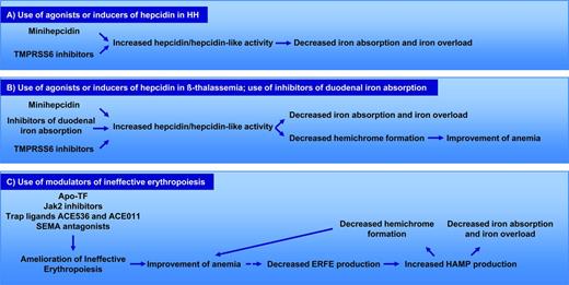 Figure 3. Mechanisms of action of MH and TMPRSS inhibitors in HH and β-thalassemia. (A) Description of potential mechanisms of action and benefits by the use of TMPRSS6 inhibitors or minihepcidins in HH. (B) Description of potential mechanisms of action and benefits by the use of TMPRSS6 inhibitors or minihepcidins in β-thalassemia. (C) Description of potential mechanisms of action and benefits by the use of modulators of ineffective erythropoiesis in β-thalassemia. The broken line indicates a correlation that has not been demonstrated yet.