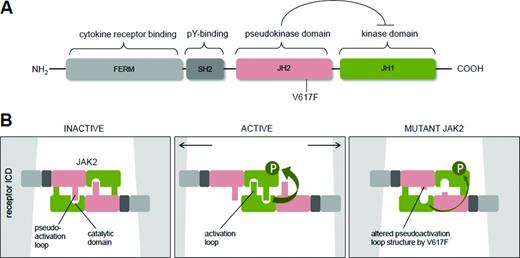 Figure 1. JAK2 structure and signaling. (A) Domain structure of JAK2. JAK2 contains a tyrosine kinase domain (JH1), a pseudokinase domain (JH2), an SH2-like domain, and a FERM domain that is responsible for attachment to the intracellular domain of cytokine receptors. (B) Model for JAK2 activation at the cytokine receptor. Left, Intermolecular JH1–JH2 interactions keeps JAK2 in an inactive state. Center, Ligand binding induces increased separation of cytokine receptors and movement of JAK2 dimers leads to apposition of kinase domains of the 2 JAK2 molecules and facilitates mutual phosphorylation of specific tyrosine residues in trans. Right, Consequences of the JAK2V617F mutation on the “sliding model” of JAK2 activation remains unclear, but is likely to involve diminished repression of the catalytic activity of the JH1 domain due to decreased stability of JH1–JH2 interaction.