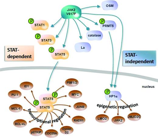 Figure 2. Downstream targets of JAK2V617F in MPN. JAK2V617F can activate a variety of downstream targets through both STAT-dependent and STAT-independent pathways. Arrows indicate proteins with function or expression that is activated; blunt ends designate inhibited targets. OSM indicates oncostatin M.