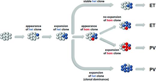 Figure 3. Interplay among JAK2V617F copy number, clonal composition, and disease phenotype. Clonal composition in ET and PV patients can be varied and complex and can have a direct impact on disease phenotype. Analysis of clonally derived erythroid progenitors demonstrated that the clonal composition of ET patients consists of a population of JAK2V617F-heterozygous cells with either no or a small and unexpanded population of JAK2V617F-homozygous cells. In contrast, the clonal composition of PV patients can consist of either near to complete dominance of the entire cell compartment with JAK2V617F-heterozygous cells, or a population of JAK2V617F-heterozygous cells with an expanded population of JAK2V617F-homozygous cells.