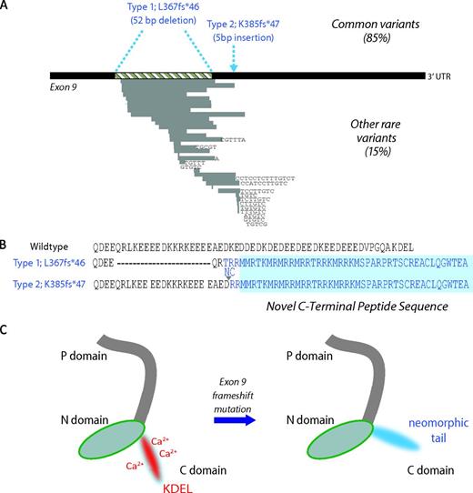 Figure 2. Somatic mutations in CALR and predicted consequences. (A) Terminal exon (exon 9) of the gene CALR. The 2 most common mutations, found in 85% of cases, are a 52-bp deletion (Type 1; L367fs*46) or a 5-bp insertion of TTGTC (Type 2; K385fs*47) shown above the exon in blue. Rarer mutations comprise other deletions, insertions, or complex mutations and are shown below the exon. Grey bars represent deleted DNA and black letters show inserted bases. (B) Wild-type amino acid peptide sequence of the CALR C-terminus and the predicted sequence of the 2 most common mutations. All mutations lead to a 1-bp shift to the reading frame, resulting in the generation of a common novel terminal peptide sequence (shaded in blue). (C) Predicted effects on protein structure. Wild-type CALR on the left has a C-domain rich in calcium-binding sites and a KDEL endoplasmic reticulum retention motif, both of which are predicted to be lost in mutant CALR, as shown on the right.