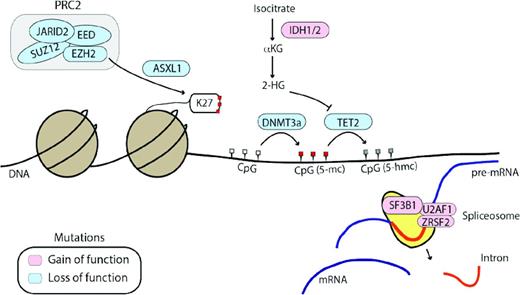 Figure 3. Other genes frequently mutated in MPNs affect epigenetic regulation or mRNA splicing. Genes affected by loss-of-function mutations (DNMT3a, TET2, ASXL1, and EZH2) are shown in blue and genes affected by gain-of-function mutations (IDH1/2) and mutations affecting spliceosome function are shown in pink. 2-HG indicates 2-hydroxyglutarate; αKG, alpha-ketoglutarate; K27, methylated lysine 27 tail of histone H3. CpG sites are shown in white (unmethylated), red (5-methylcytosine, 5-mc), or grey (5-hydroxymethylcytosine, 5-hmc), depending on their methylation status.