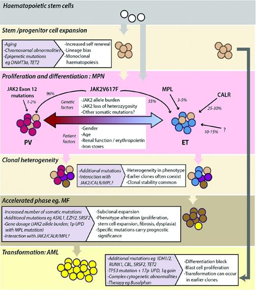 Figure 4. Model depicting the development and evolution of MPNs. Monoclonal expansion of HSCs can occur in healthy individuals and often precedes acquisition of mutations that drive the phenotype of MPNs. JAK2, MPL, and CALR mutations and other genetic or patient factors influence the MPN phenotype seen in patients (PV, red-shaded cells; ET, blue-shaded cells). MPNs are clonally heterogeneous, with multiple mutant subclones existing within neoplasms. Subclonal expansion can be associated with acceleration of disease, the phenotype and prognosis of which is determined by the nature of additional somatic mutations or chromosomal aberrations acquired. Transformation to AML can occur from early or late subclones.