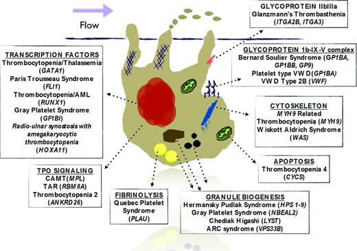 Figure 1. Schematic figure of a megakaryocyte with pathways and potentially related genes that, when mutated, are associated with syndromes that include thrombocytopenia. Each box title represents a specific pathway or family of molecules with associated syndromes. Genes are italicized.