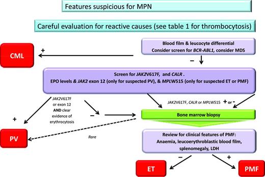 Figure 1. Algorithm for diagnosis of MPN. CML indicates chronic myeloid leukemia; LDH, lactate dehydrogenase; and MDS, myelodysplasia. *Clear evidence of erthrocytosis refers to either hematocrit >0.56 in women or 0.60 in men, elevated RBC mass, or, in the absence of a secondary cause, low erythropoietin, JAK2 exon 12- or 14-positive, and hematocrit >2.5 SDs outside of the normal range.