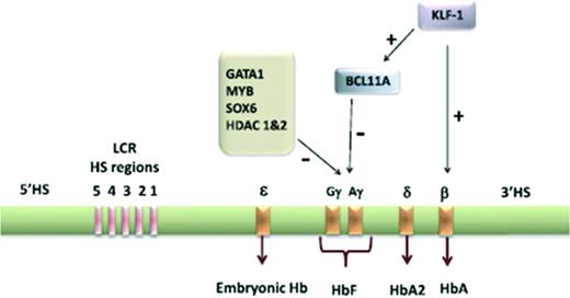 Figure 2. Human γ-globin gene locus on chromosome 11 showing the ontology of expression of the embryonic, fetal, and adult globin genes controlled by locus control regions. In adult life, the transcription of γ-globin is highly repressed. Some of the major transcription factors involved in the repression of γ-globin are highlighted. Reprinted with permission from Chandrakasan and Malik, 2014.25