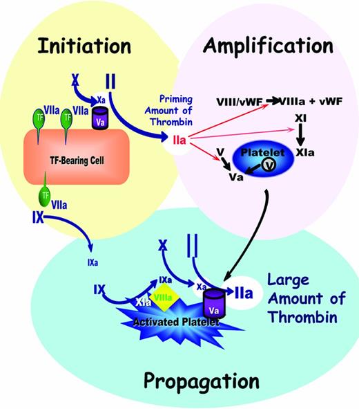 Figure 3. In a cell-based model of coagulation, the small-molecule thrombin and FXa inhibitors (NOACs) can affect coagulation at both the initiation phase and the propagation phase. During initiation, a small amount of thrombin is produced, which participates in many amplification loops. The propagation phase produces the large burst of thrombin that leads to stable clot formation.