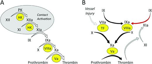 Figure 1. Models of thrombin generation. (A) Contact activation-initiated thrombin generation. In the cascade/waterfall hypothesis of coagulation, thrombin generation is initiated by the process contact activation (gray oval). Contact activation involves reciprocal activation of the protease precursors fXII and PK on a surface (typically a negatively charged surface). HK serves as a cofactor for the reaction by facilitating PK binding to the surface. FXIIa then activates fXI, in a reaction that also requires HK, setting off the series of calcium-dependent proteolytic reactions that culminates in thrombin generation. (B) TF-initiated thrombin generation. In this more current scheme, thrombin generation is initiated by factor VIIa in plasma binding to TF, a membrane protein expressed on the surface of cells beneath the blood vessel endothelium. The factor VIIa/TF complex activates factor X to factor Xa and factor IX to factor IXa. Factor Xa converts prothrombin to thrombin in the presence of factor Va and factor IXa sustains the process by activating additional factor X in the presence of factor VIIIa. The reactions indicated by the black arrows form the core of the thrombin-generation mechanism in vertebrate animals. Mammals have fXIa, which provides another mechanism for fIX activation (red arrow). Although fXI is activated by fXIIa during contact activation, this reaction is not shown in this scheme because it does not appear to be required for hemostasis. FXI can be activated by thrombin generated early in the coagulation process (gray arrows), explaining the lack of a bleeding disorder in people lacking fXII. In (A) and (B), the precursors (zymogens) of trypsin-like enzymes are indicated in black lettering, with active forms indicated by a lowercase “a.” Protein cofactors are indicated by Roman numerals in yellow ovals.