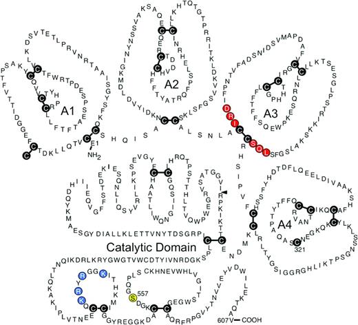 Figure 2. Human fXI. This schematic diagram shows the primary amino acid sequence, general domain structure, and the disulfide bonds (cysteine residues shown as the letter C in black circles) for a human fXI subunit. Each subunit is comprised of 4 apple domains (A1 through A4) and a C-terminal trypsin-like catalytic domain. The mature molecule in plasma is a dimer of 2 of these subunits connected through a hydrophobic interface on the A4 domains, with the cysteines at position 321 in each subunit forming an interchain-disulfide bond. Conversion of fXI to fXIa involves proteolytic cleavage of the bond after arginine 369 (R369, indicated by the black arrow). This cleavage can be produced by fXIIa or thrombin. Amino acids thought to be required for fIX binding to the fXIa A3 domain are indicated in red and residues that comprise the heparin binding site on the catalytic domain are shown in blue. The position of the active site serine residue (S557) is indicated in yellow. (Used with permission from McMullen et al.59)