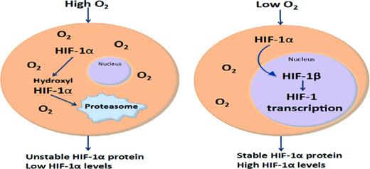 Figure 2. Schematic model of HIF-1α expression. At low oxygen levels, HIF-1α protein is stable, heterodimerizes, and translocates to the nucleus. At higher oxygen levels, HIF-1α is hydroxylated and targeted to the proteasome.