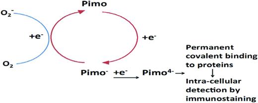 Figure 3. Hypoxia marker detection by immunostaining. Intracellular nitroimidazole molecules compete with oxygen for electrons that are generated by oxidative phosphorylation. In the absence of oxygen or in the presence of an insufficient amount of oxygen, nitroimidazoles such as Pimo become increasingly reduced, which enables irreversible binding to protein macromolecules.