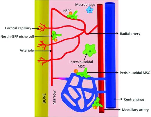 Figure 4. Vascular organization in the BM cavity. Within a longitudinal view of the diaphysis, ascending and descending medullary arteries branch out to give rise to radial arteries. As they approach the endosteum, radial arterial branches give rise to progressively smaller arterioles. Along the surface of the endosteum, arteriolar circulation transitions into the honeycomb-like network of sinusoidal microvessels, which then collect into the venous central sinus. Periarteriolar environments harbor specific stromal populations such as nestin-GFPhi mesenchymal stem cells and are niches for quiescent HSPCs.