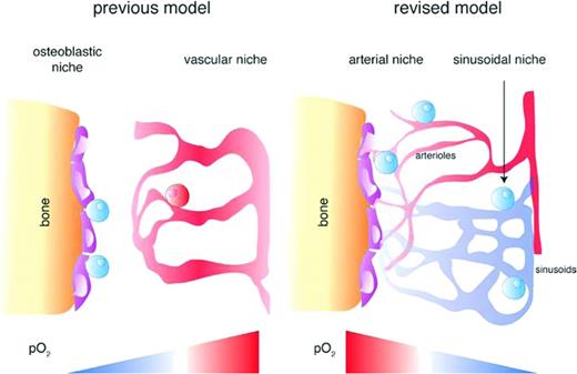Figure 5. Hypoxia niche models for HSPCs. The previous hypoxia niche model proposed that “hypoxic” HSCs reside in poorly perfused endosteal zones with deepest hypoxia at a certain distance from vascular structures and get oxygenated and activated as they approach the proximity of oxygen-rich blood vessels. In the revised model, the BM cavity exhibits an opposite oxygen gradient with the highest pO2 in arteriole-rich endosteal zones and the lowest in deeper areas of the BM. HSPCs and early primitive progenitor cells reside in heterogeneous perivascular niches (perisinusoidal and periarteriolar) and exhibit similar hypoxic profiles irrespective of their positioning in different BM regions.9 Blue cells depict a “hypoxic” state, whereas red cells depict a “normoxic” state. (Adapted and used with permission from Spencer et al.29)