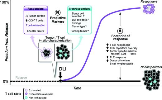 Figure 1. Model of DLI reversal of CD8+ T-cell exhaustion. (Figure used with permission from Bachireddy et al.4)
