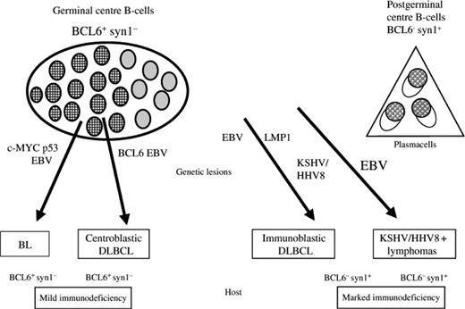 Figure 1. Model for the histogenesis of AIDS-related NHL and its linking with the molecular pathways. syn-1, CD138/syndecan-1. Reproduced with permission from Carbone and Gloghini.21