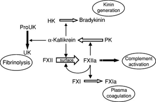 Figure 1. Protean roles of fXII and other contact factors in coagulation, inflammation, and fibrinolysis. HK indicates high-molecular-weight kininogen; and PK, prekallikrein. (Figure reprinted with permission from Gailani and Renné.37)