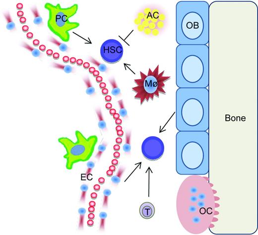 Figure 1. Schematic of HSCs within the niche. For simplicity, only some MME cell types are depicted. Pericytes (PC), macrophages (Mø), endothelial cells (EC), T cells (T), and osteoblasts (OB) are supportive of HSCs under normal conditions, whereas adipocytes (AC) have an inhibitory role.