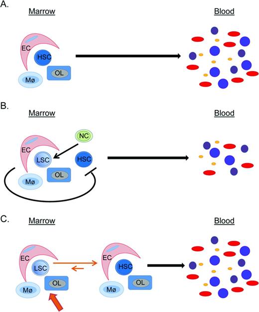 Figure 2. Conceptual models of MME–HSC interactions are illustrated. (A) Normally, the HSC is supported by various niche cells, including endothelial cells (EC), macrophages (Mø), and osteolineage cells (OL). (B) In hematologic malignancies, clonal neoplastic cells (NC) alter the MME so that it becomes supportive of leukemic stem cells (LSC) and becomes less supportive of normal HSCs, ultimately leading to decreased normal hematopoiesis. (C) There is a strong rationale for therapeutic targeting of the MME in hematologic malignancies to push the MME into becoming less supportive of LSCs and more supportive of HSCs in an effort to restore normal hematopoiesis.