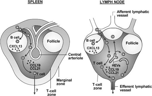 Figure 3. Comparison of murine lymphoid compartments and the migration pathways of lymphocytes into the splenic white pulp and the lymph nodes. Spleen: Lymphocytes enter the white pulp of the spleen from the marginal zone and entry is mediated by signaling through chemokine receptors. B cells are attracted to the B-cell follicles by CXC-chemokine ligand 13 (CXCL13), whereas T cells are directed to the T-cell zone by responding to CC-chemokine ligand 19 (CCL19) and CCL21. It is unclear how lymphocytes eventually leave the white pulp. Lymph node: Few lymphocytes enter the lymph node from the afferent lymphatic vessels. Most lymphocytes enter through specialized blood vessels that are known as high endothelial venules (HEVs) and then migrate to the B-cell follicles or the T-cell zone, which again is regulated by CXCL13, CCL19, and CCL21, respectively. Lymphocytes exit lymph nodes in efferent lymphatic vessels and then reenter the bloodstream from the lymph. (Figure and legend reprinted from Mebius and Kraal.14)