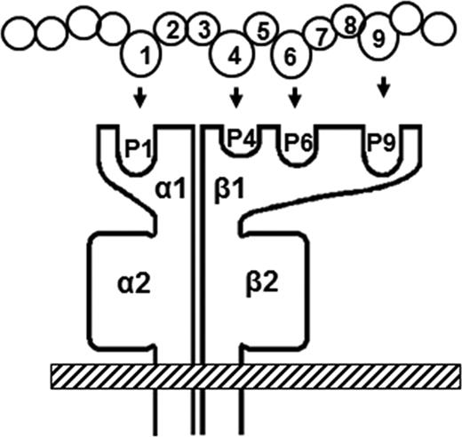 Figure 4. Schematic picture of an MHC-class II molecule and a pepide. Presented is an MHC-class II molecule with the peptide-binding groove containing the peptide-binding pockets P1, P4, P6, and P9. Each pocket binds an anchor residue of a peptide. The properties of the binding pockets define the peptides that can be bound and presented to CD4+ T cells. (Figure and legend reprinted from Reipert et al.41)