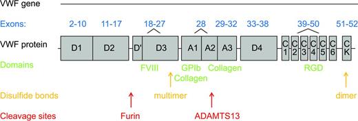Figure 1. VWF gene and protein structure correlation. The exons comprising the coding sequence of the VWF gene are noted, along with the corresponding regions of the VWF protein. Also noted are key functional domains with their ligands, location of disulfide bonds important in C-terminal dimerization, and N-terminal multimerization, and enzyme cleavage sites.42