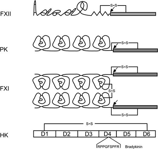 Figure 1. Domain structure of the contact proteins. Cleavage sites for activation are indicated with an arrow.