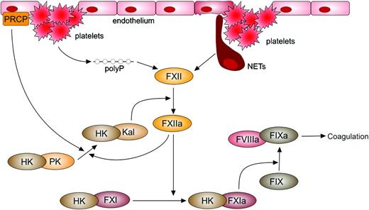 Figure 2. Activation of the contact system. Factor XII (FXII) can be activated by negatively charged surfaces such as polyphosphates (polyP) derived from activated platelets or neutrophil extracellular traps (NETs). PK can be activated to kallikrein (Kal) by prolylcarboxylase (PRCP) on endothelial cells. Factor XIIa will also activate PK and thereby allows reciprocal activation, resulting in the generation of additional factor XIIa. Factor XIIa can initiate coagulation via the activation of factor XI. Both PK and factor XI are in complex with their cofactor, HK.