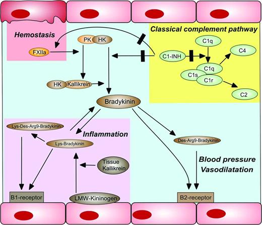 Figure 3. The contact system in health and disease. Activation of the contact system leads to the liberation of BK from HK by kallikrein. BK and its derivatives have important functions in blood pressure regulation, vasodilation, and inflammation. The major inhibitor of the classical complement pathway (C1 esterase inhibitor, C1INH) is also in important regulator of kallikrein and factor XIIa activity.