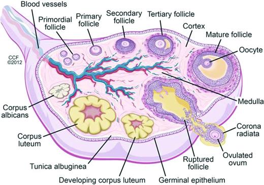 Figure 2. Folliculogenesis and follicular maturation.71