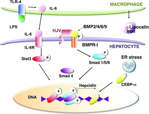 Figure 2. Inflammation and hepatocyte damage augment Hepcidin transcription and iron sequestration via several pathways. LPS released by bacterial infection activates TLR-4 signaling, which increases IL-6 release by macrophages. IL-6 signaling leads to phosphorylation of Stat3 and increased Stat3 binding to the Hepcidin promoter, whereas endoplasmic reticulum (ER) stress in hepatocytes promotes CEBP-α binding to the Hepcidin promoter. BMP signaling via ligands, such as BMP2, BMP4, BMP6, and BMP9 activating BMP receptor-I, causes Smad phosphorylation and Smad binding to the Hepcidin promoter, which is required for Hepcidin transcription. The BMP coreceptor hemojuvelin (HJV) interacts with the BMP receptor to enhance BMP signaling. Inflammation also promotes macrophage release of lipocalin, which can interact with bacterial siderophores to sequester iron.