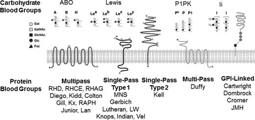 Figure 1. Illustration of blood group systems. There are >30 blood group systems that collectively include structurally diverse molecules that present blood group antigens on the surface of RBCs. Shown here are general schematics of the structures of major blood group systems that include carbohydrates, single-pass transmembrane proteins, multipass transmembrane proteins, and glycosylphosphatidylinositol-linked proteins.