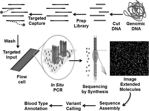 Figure 4. Schematic of one form of targeted NGS. The process starts by randomly cutting genomic DNA (or cDNA) into short fragments (a few hundred base pairs in length); oligonucleotide linkers are added to the fragments to generate a library in vitro; libraries are hybridized to oligonucleotides specific to the targeted genetic region; DNA fragments not interacting with the target are washed away; libraries are introduced into a microscope slide with flow channels containing complementary oligonucleotides on the surfaces of the channel to ones on the libraries, thus allowing hybridization to attach millions of individual molecules to discrete locations on the slide; in situ polymerase chain reaction is performed to copy the individual fragments of the library to enhance sequencing detection; single base extension by a DNA polymerase with all four dye terminators extends the sequence one base, the image of the base extension is captured, and this cycle is repeated 100 times from one end of the molecule and 100 times from the other; DNA sequences are assembled and variants different from the reference(s) identified; and blood group gene variants are annotated using phenotype-genotype databases, population frequencies, and computational tools. Adapted with permission from Johnsen et al.39